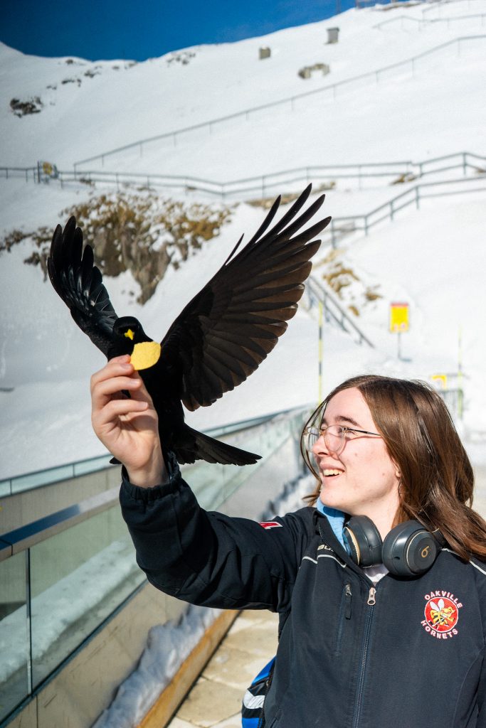 Feeding the birds on Mount Pilatus! by: Mack A. in Mount Pilatus, Switzerland